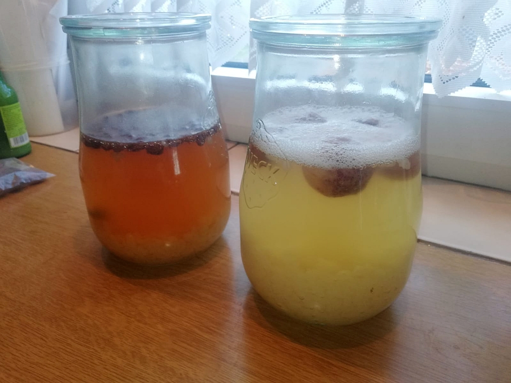 Wasserkefir01.jpg