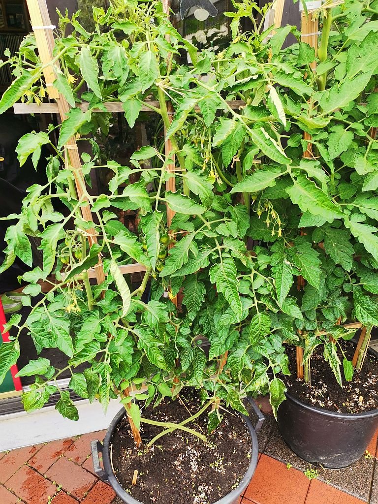 Italienische Wintertomate (2x)