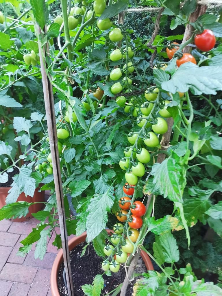 Astrotomate