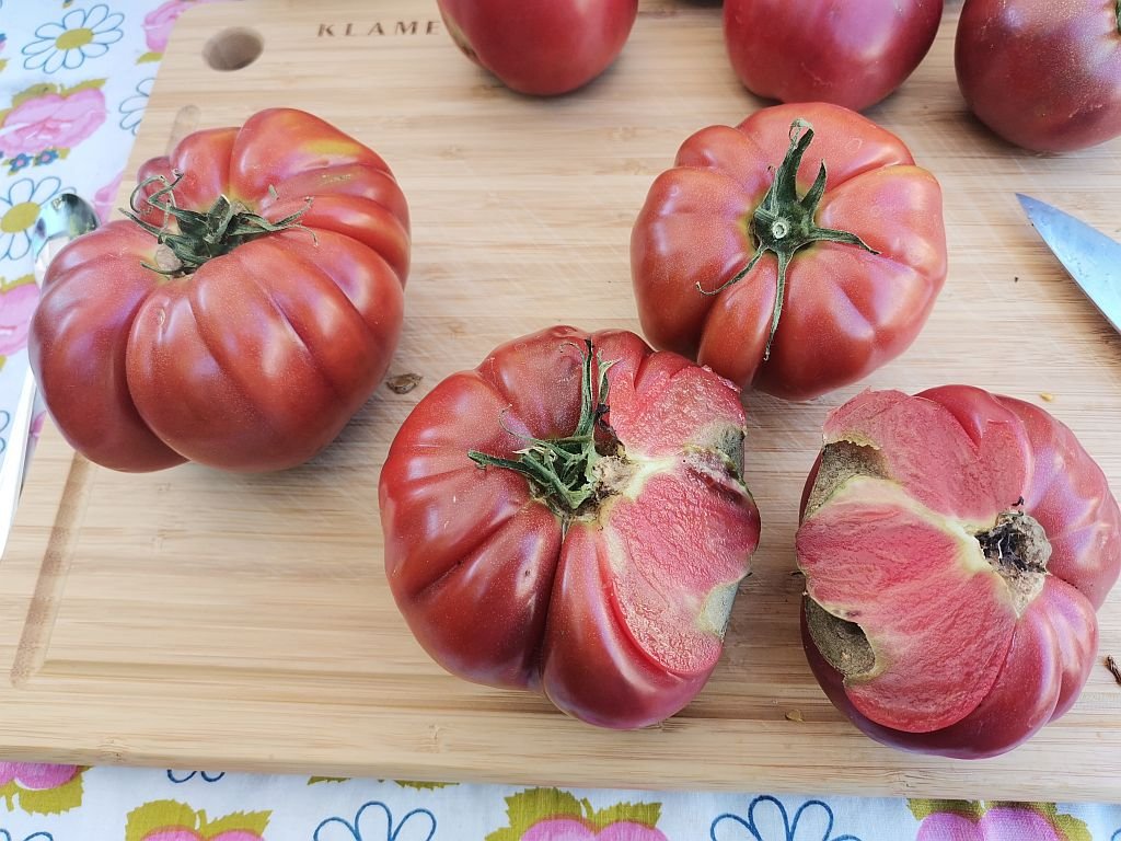 Tomaten_2022_65.jpg