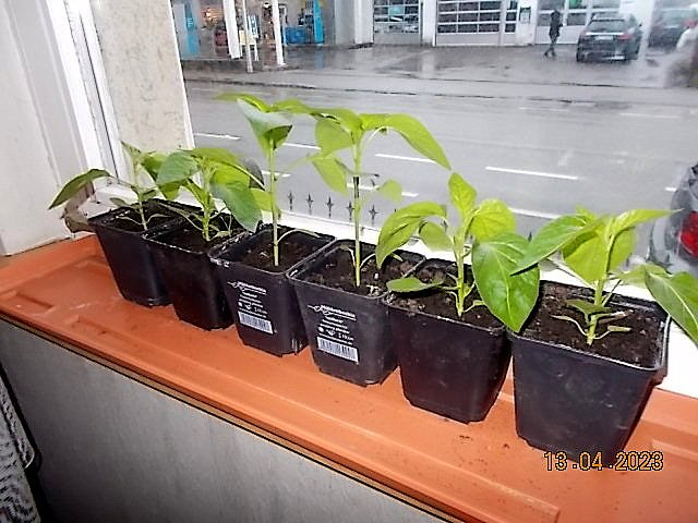 DSCN1395.JPG