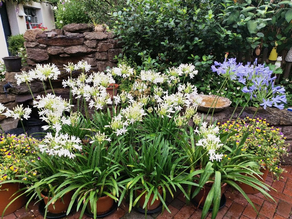 Agapanthus_2023_22-06-22.jpg