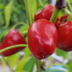 Cherry Sweet.jpg