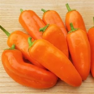 Sweet Bite Ophelia.jpg