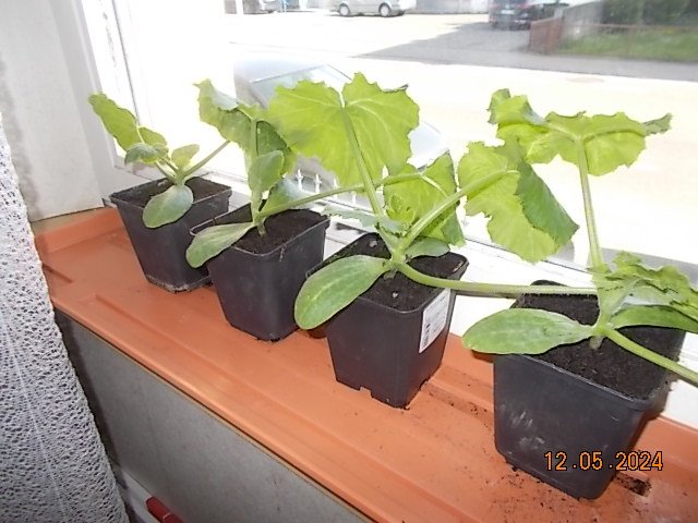 DSCN2587.JPG