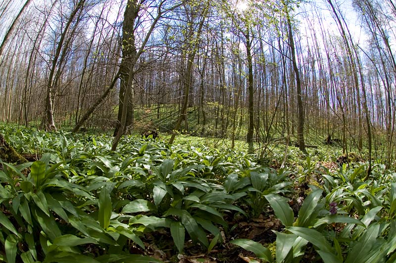 Bärlauch, soweit ich sehen konnte!
