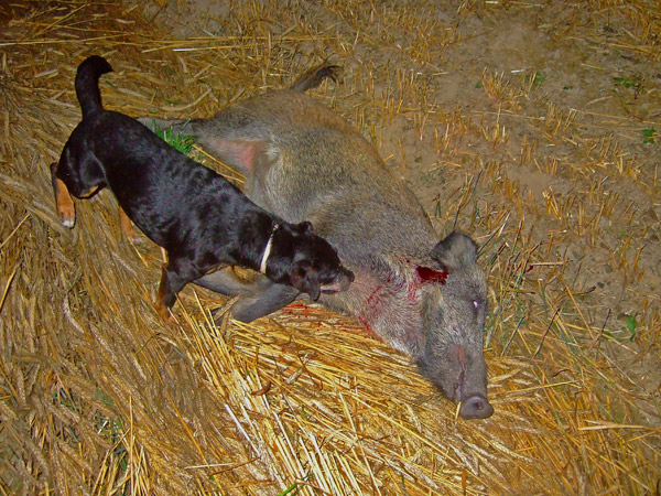 der Schuß war fast aufgesetzt, anderenfalls lehne ich solche Trefferlagen strickt ab!