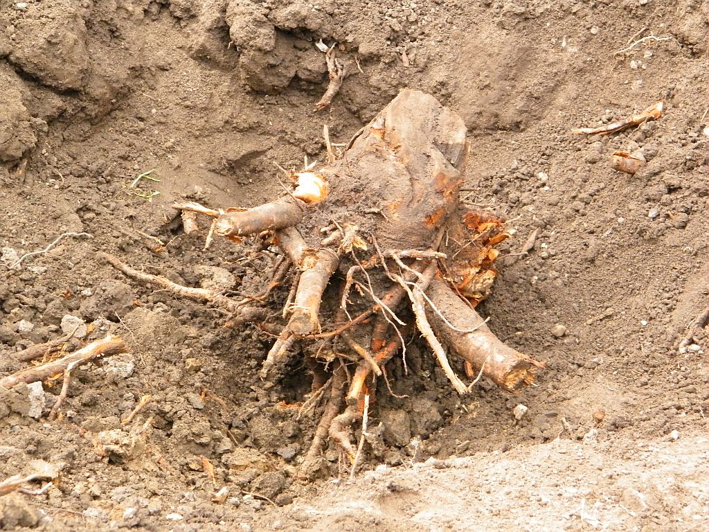 DSCF8115.JPG