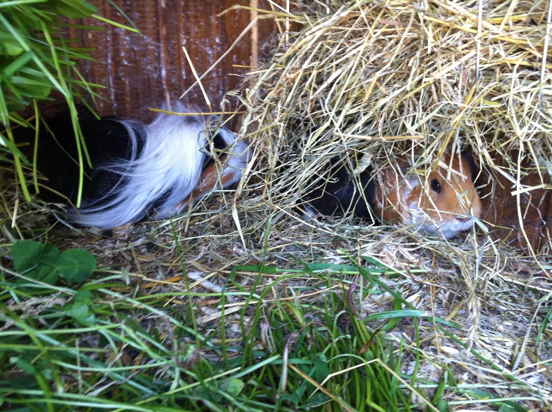 noch zwei Namenlose...