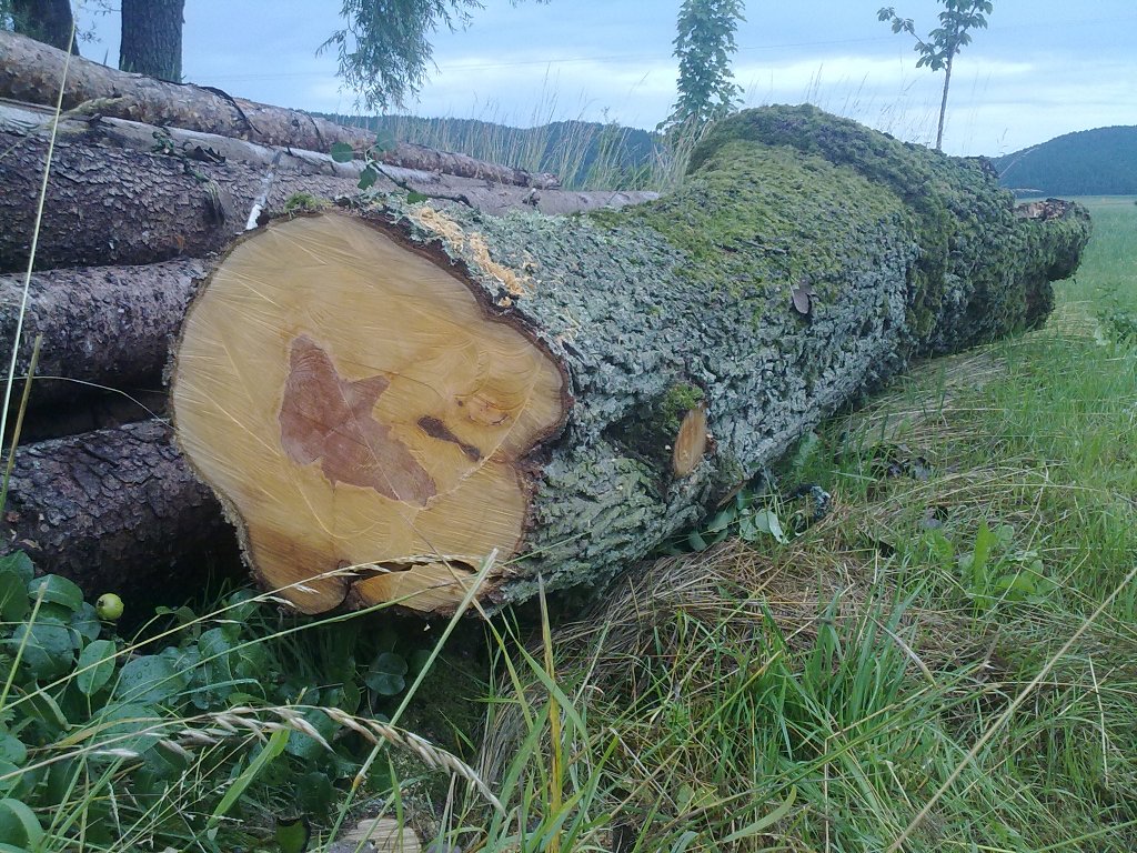 Drechselbank, Anhänger und Holzlager sind definitiv zu klein... *heul* Der Stamm bleibt wo er ist...