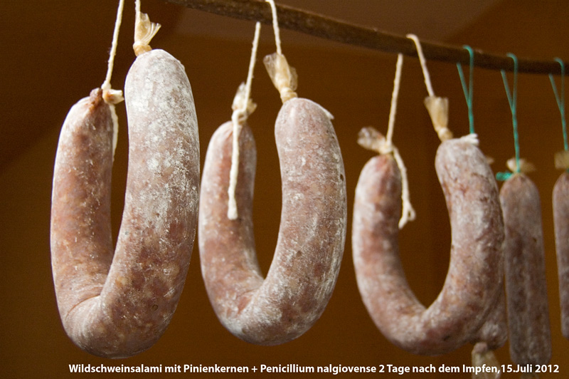 sie schimmelt schön vor sich hin...