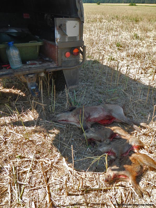 drei Frischlinge mit Frischlingsbache