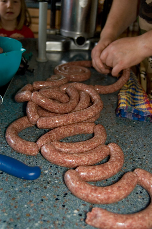 Schafsaitling: sauteuer, aber auch wirklich klasse!