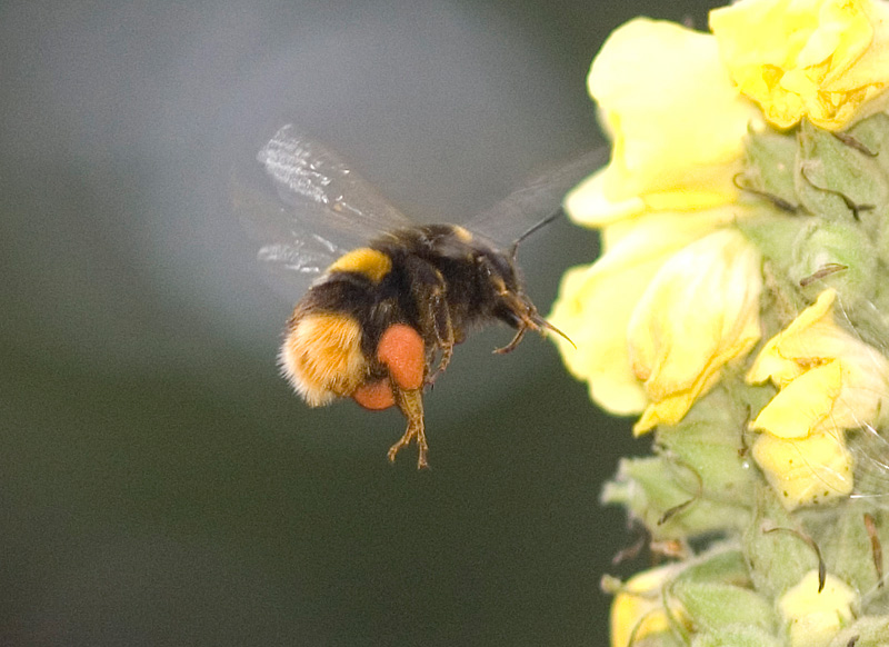 050812005Hummel-7Uhr-morgens.jpg