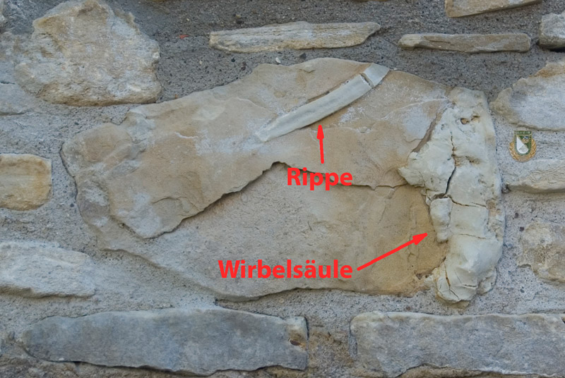 Reste vom Mini T-Rex