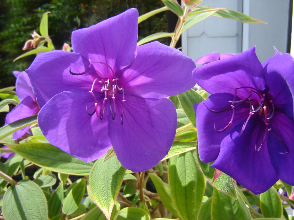 komme gerade aus meinem Garten 01.jpg