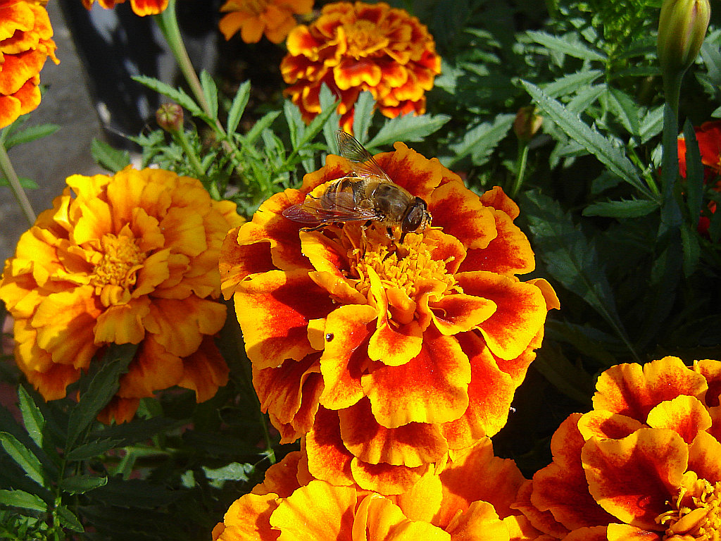 komme gerade aus meinem Garten 03.jpg