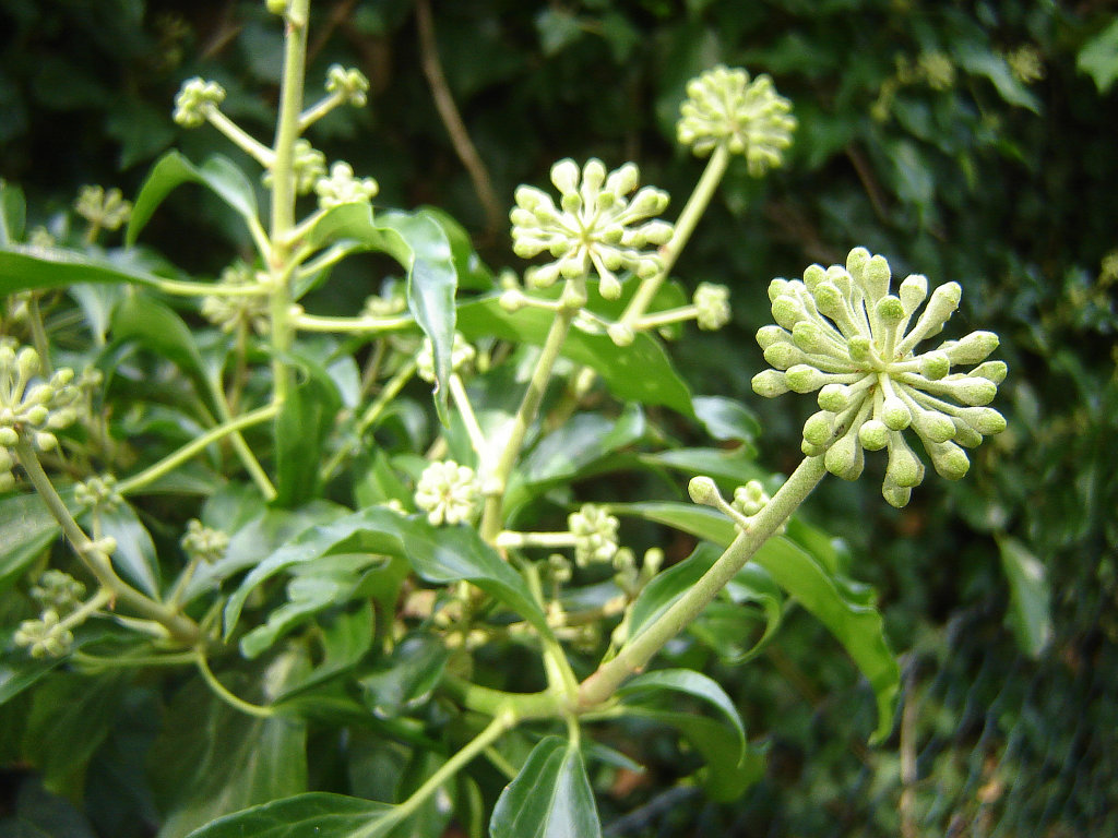 komme gerade aus meinem Garten 05.jpg