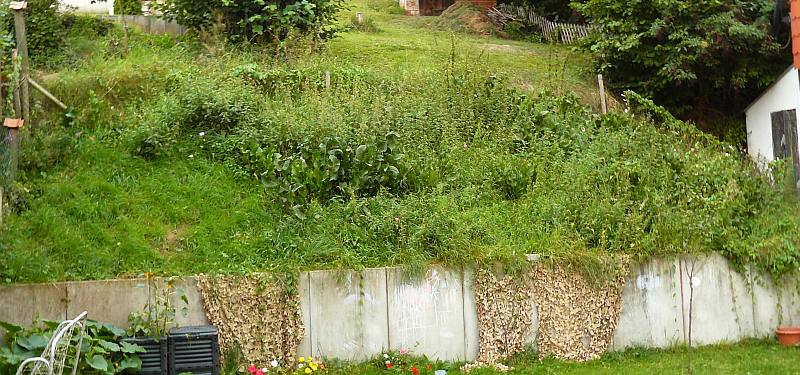 Ein wenig Wild_Wuchs^^