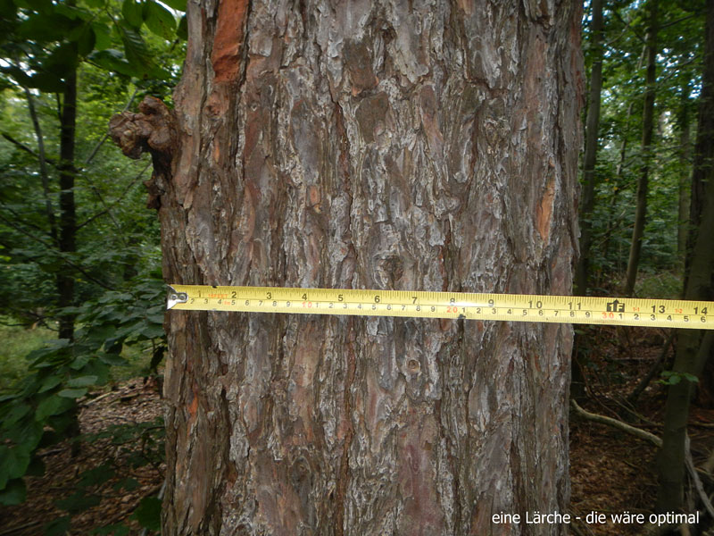 130912001im-Revier-Lärche01.jpg