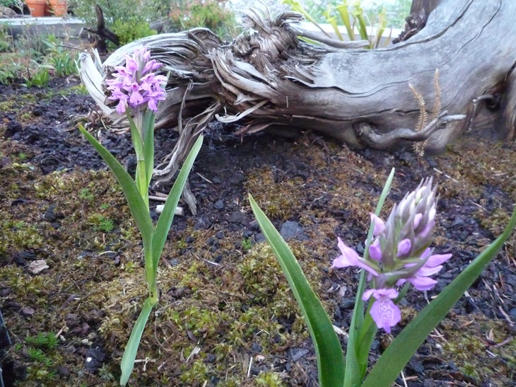 Torfmoosknabenkraut ist eine seltene einheimische Orchidee